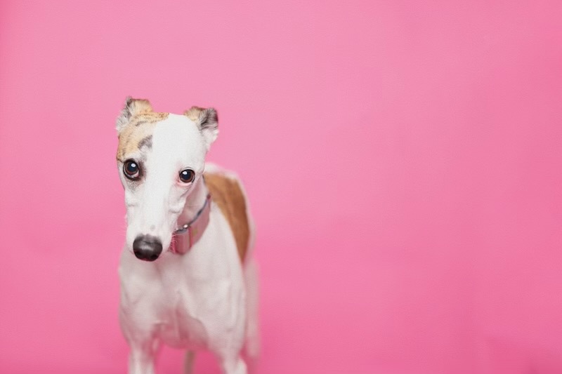Fiona — Office Whippet